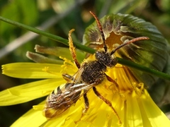 Nomada marshamella