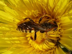 Nomada marshamella
