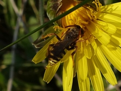 Nomada marshamella