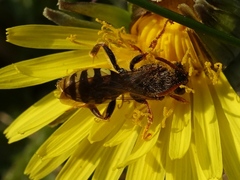 Nomada marshamella