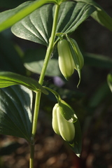 Polygonatum × desoulavyi