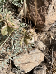 Astragalus speirocarpus