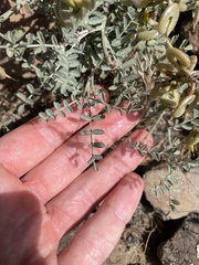 Astragalus speirocarpus