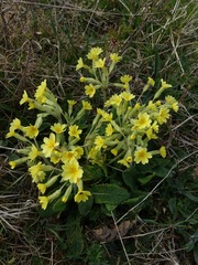 Primula × polyantha