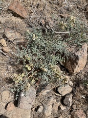 Astragalus speirocarpus