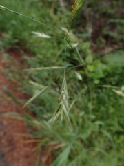 Bromus sitchensis