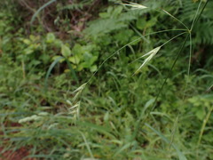 Bromus sitchensis