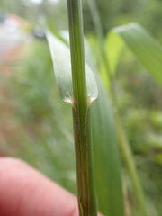 Bromus sitchensis