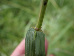 Bromus sitchensis