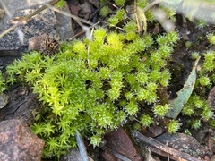 Syntrichia laevipila
