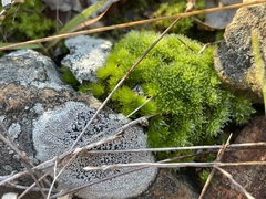 Syntrichia laevipila