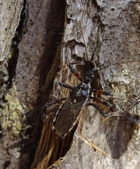 Sphedanolestes lividigaster