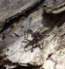 Sphedanolestes lividigaster