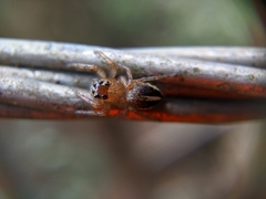 Colopsus