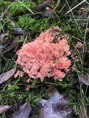 Ramaria botrytoides