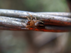 Colopsus