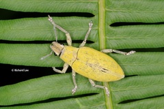 Hypomeces pulviger