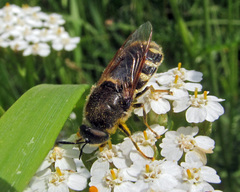 Stratiomys singularior