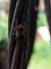 Colopsus