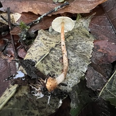 Lepiota calcarata