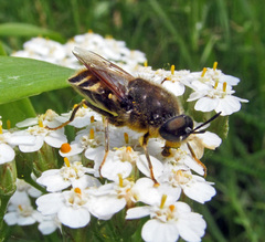 Stratiomys singularior