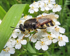 Stratiomys singularior