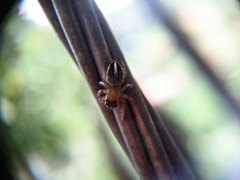 Colopsus