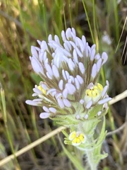 Castilleja lineariloba