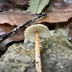 Lepiota calcarata