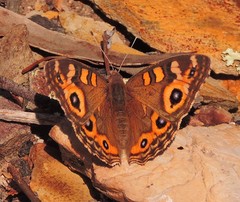 Junonia villida calybe