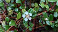 Cotoneaster morrisonensis