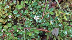 Cotoneaster morrisonensis