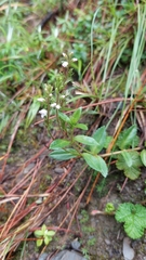 Cotoneaster morrisonensis