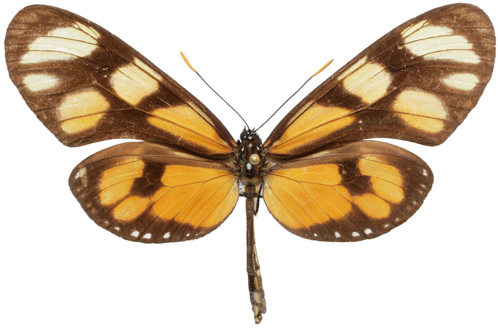 Melantho Tigerwing