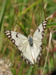 Belenois aurota