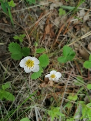 Fragaria orientalis