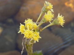 Petasites radiatus