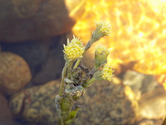 Petasites radiatus