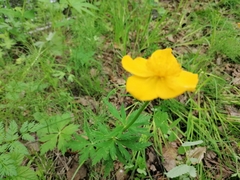 Trollius vicarius