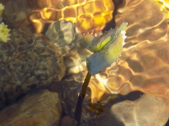 Petasites radiatus