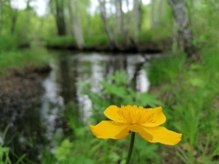 Trollius vicarius