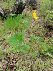 Trollius vicarius