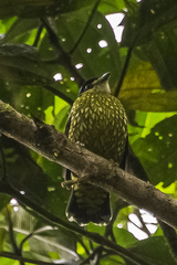 Ampelioides tschudii