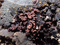 Cribraria cancellata