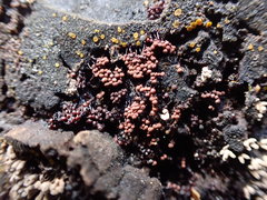 Cribraria cancellata