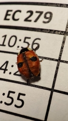 Adalia bipunctata