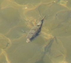 Tetractenos hamiltoni