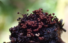 Cribraria cancellata