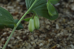 Polygonatum × desoulavyi