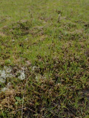 Anthoxanthum aristatum